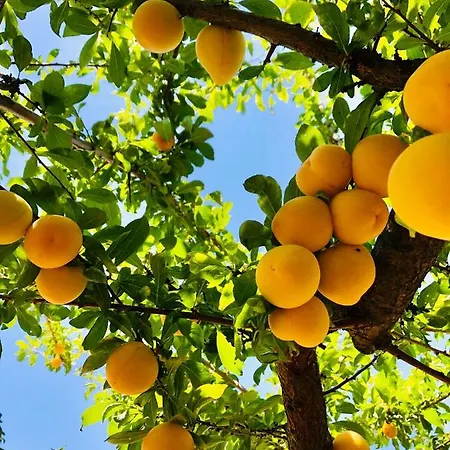 Lägenhet Traditional Portuguese - Casa Martins No 52 *