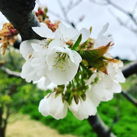 Lägenhet Traditional Portuguese - Casa Martins No 52 *