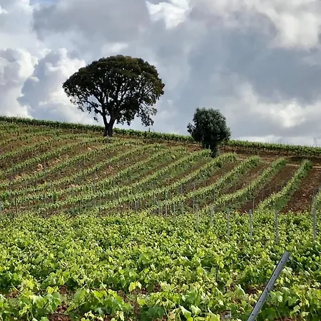 Traditional Portuguese - Casa Martins No 52 Lejlighed