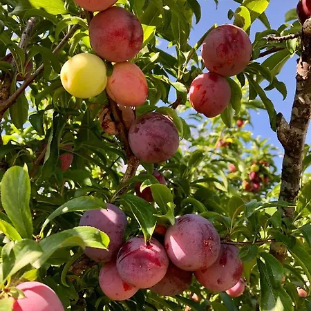 Lägenhet Traditional Portuguese - Casa Martins No 52 Freiria