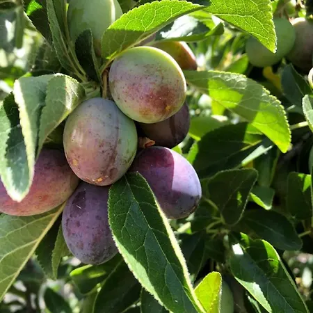 Traditional Portuguese - Casa Martins No 52 Freiria