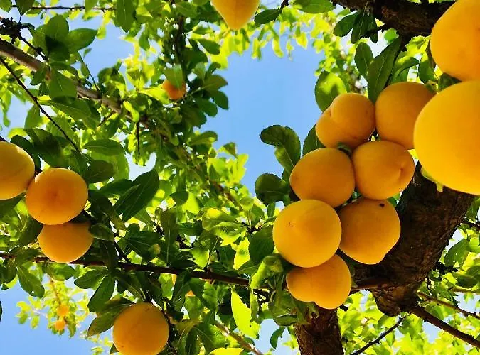 Appartamento Traditional Portuguese - Casa Martins No 52 *