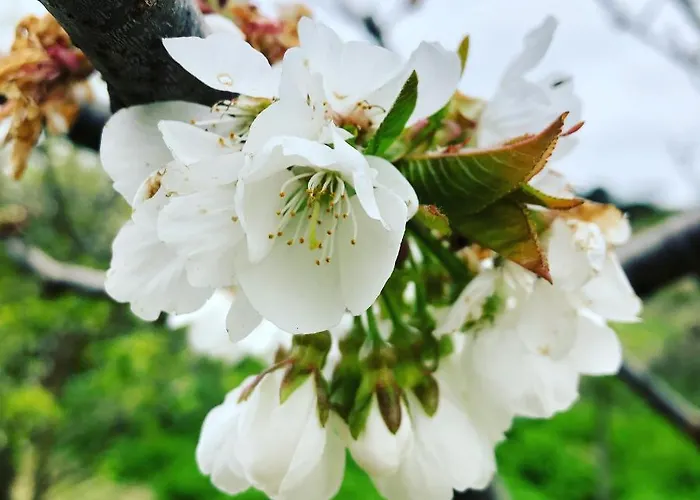 Appartamento Traditional Portuguese - Casa Martins No 52 *