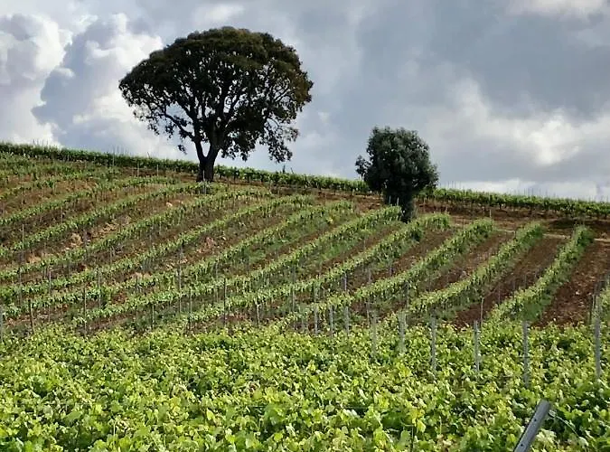 Traditional Portuguese - Casa Martins No 52 Appartamento