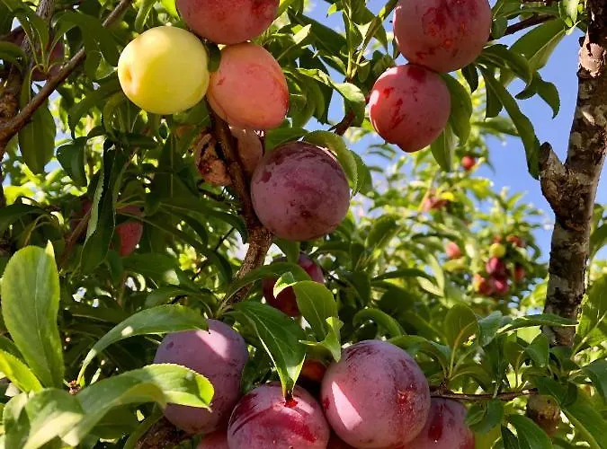 Appartamento Traditional Portuguese - Casa Martins No 52 Freiria