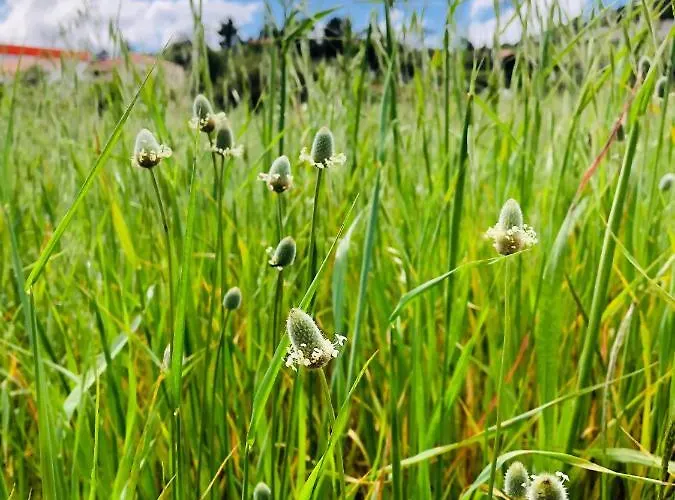 Traditional Portuguese - Casa Martins No 52 Appartamento