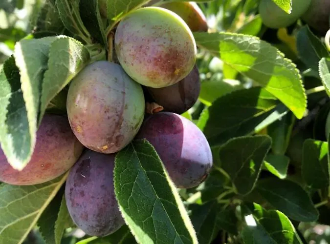 Traditional Portuguese - Casa Martins No 52 Freiria